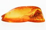 Detailed Fossil Ichneumon Wasp (Ichneumonidae) In Baltic Amber #381248-1